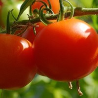 Tomatenpflanzen