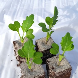 Kohlrabi, Sorte Oasis