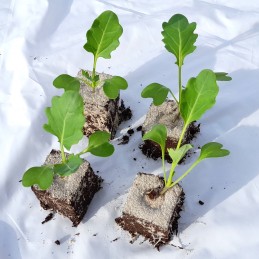 Kohlrabi Superschmelz