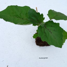 Aubergine
