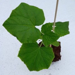 Mini Gurke