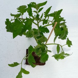 Tomate Ochsenherz