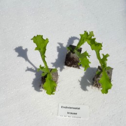 Endiviensalat kraus
