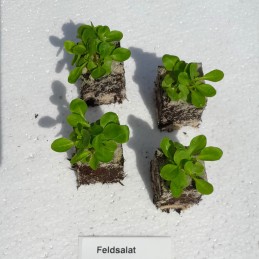 Feldsalat
